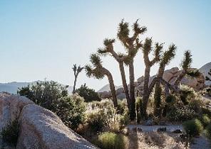 Joshua Tree National Park
