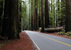 Redwood National and State Parks