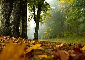Shenandoah National Park