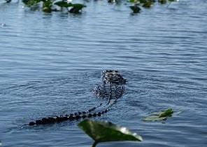 Everglades National Park