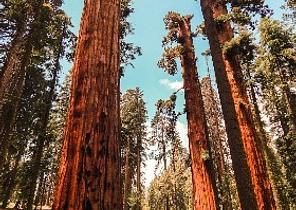 Sequoia National Park