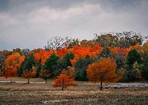 Garland
